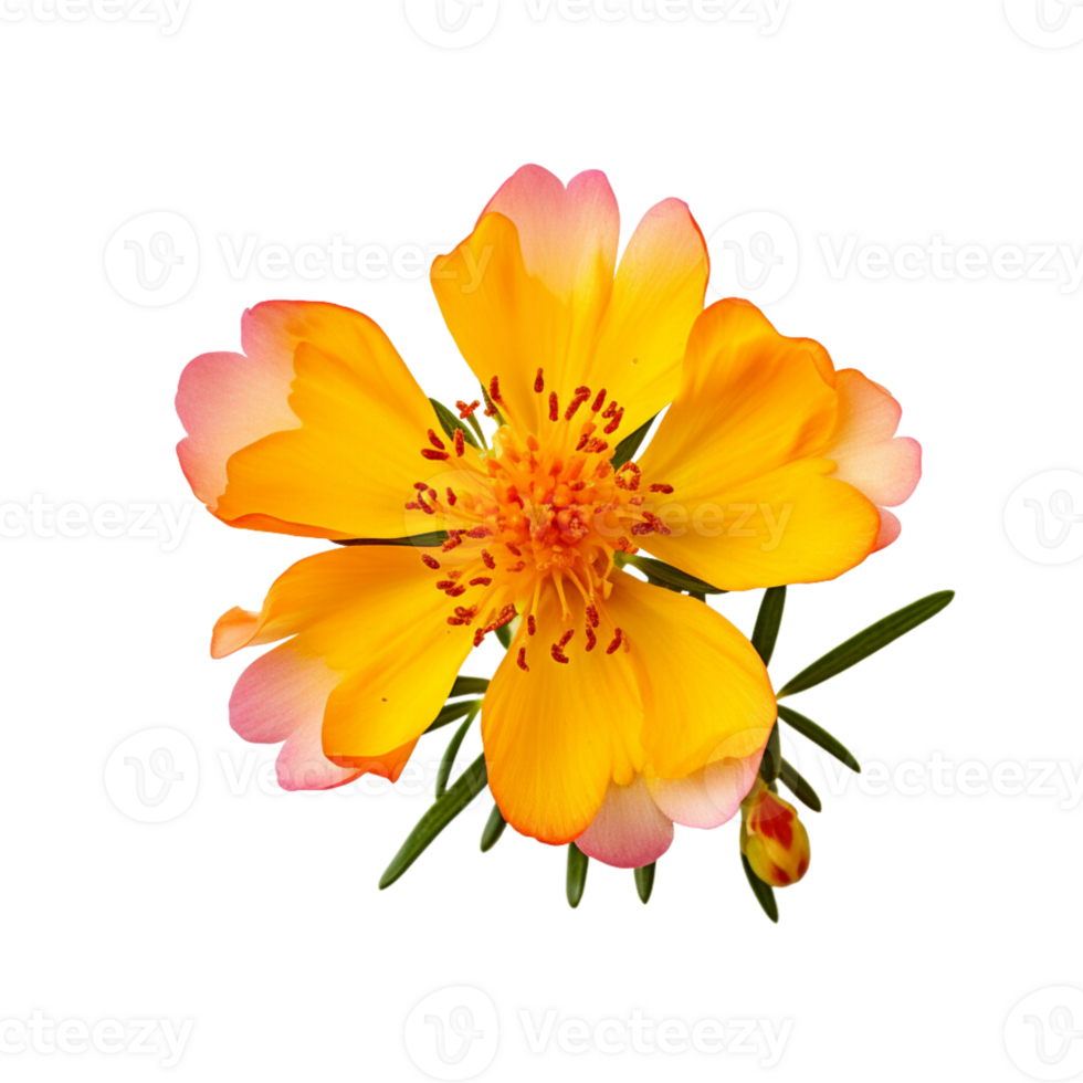 AI generated Portulaca umbraticola Kunth flowers purple, pink, yellow, transparent background. png