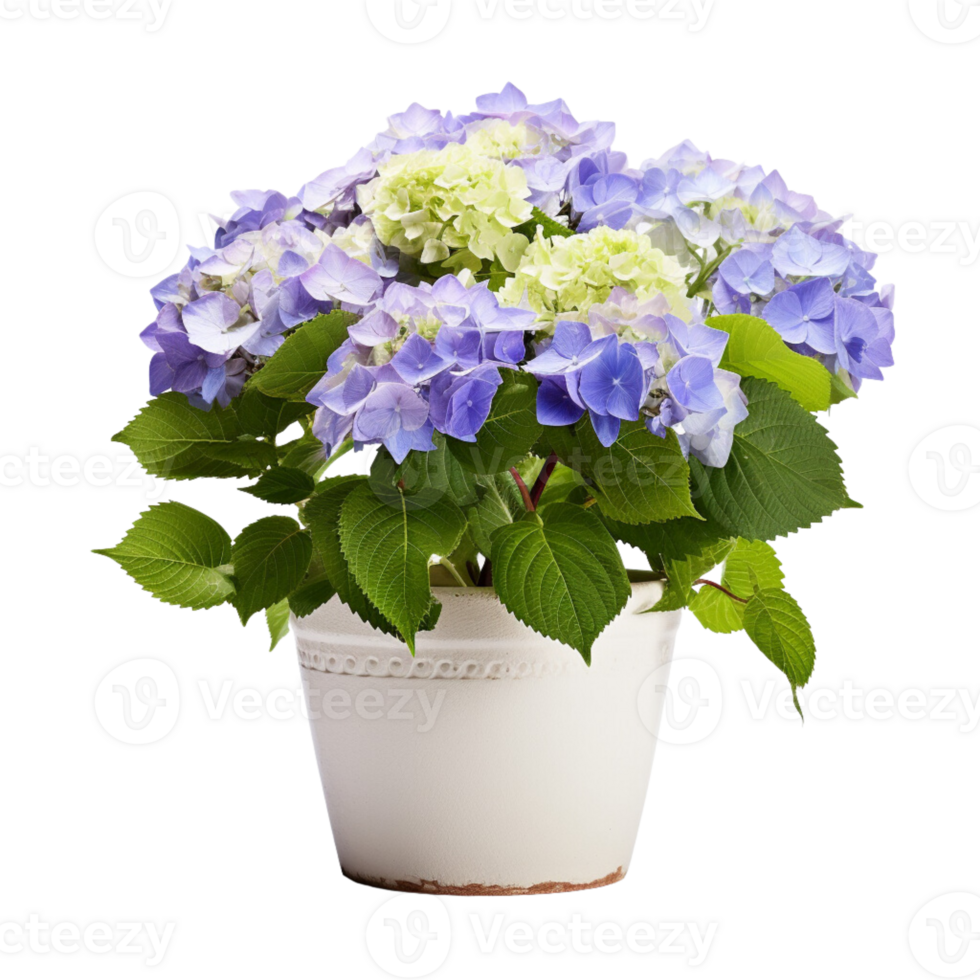 ai généré hortensias dans des pots fleurs bleu violet rose blanc transparent Contexte png