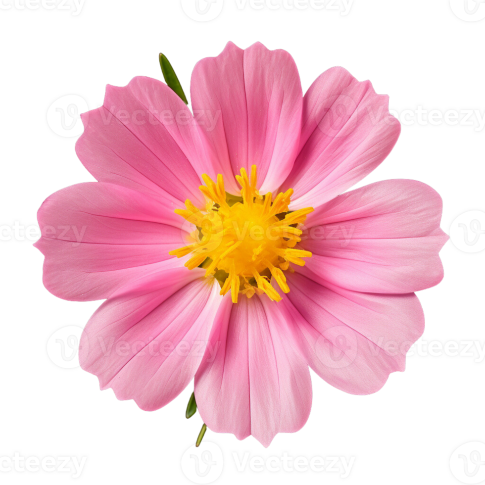 AI generated Portulaca umbraticola Kunth flowers purple, pink, yellow, transparent background. png