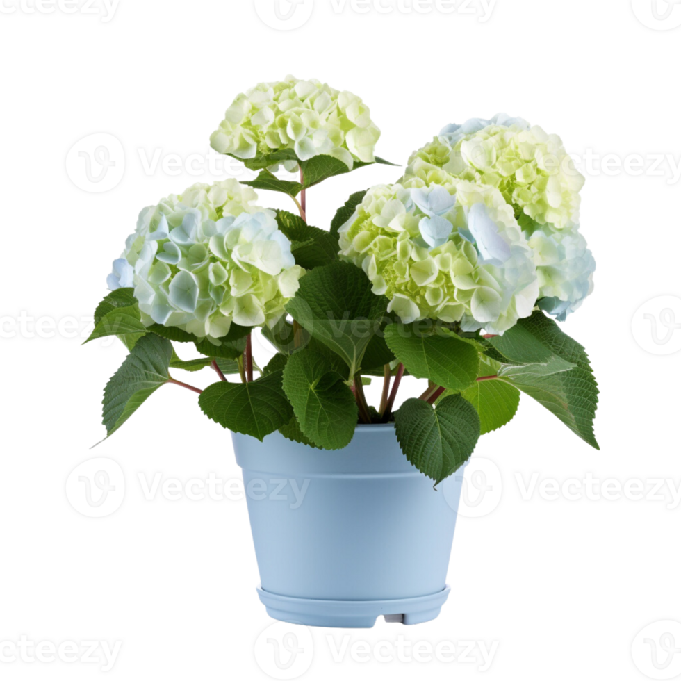 ai généré hortensias dans des pots fleurs bleu violet rose blanc transparent Contexte png