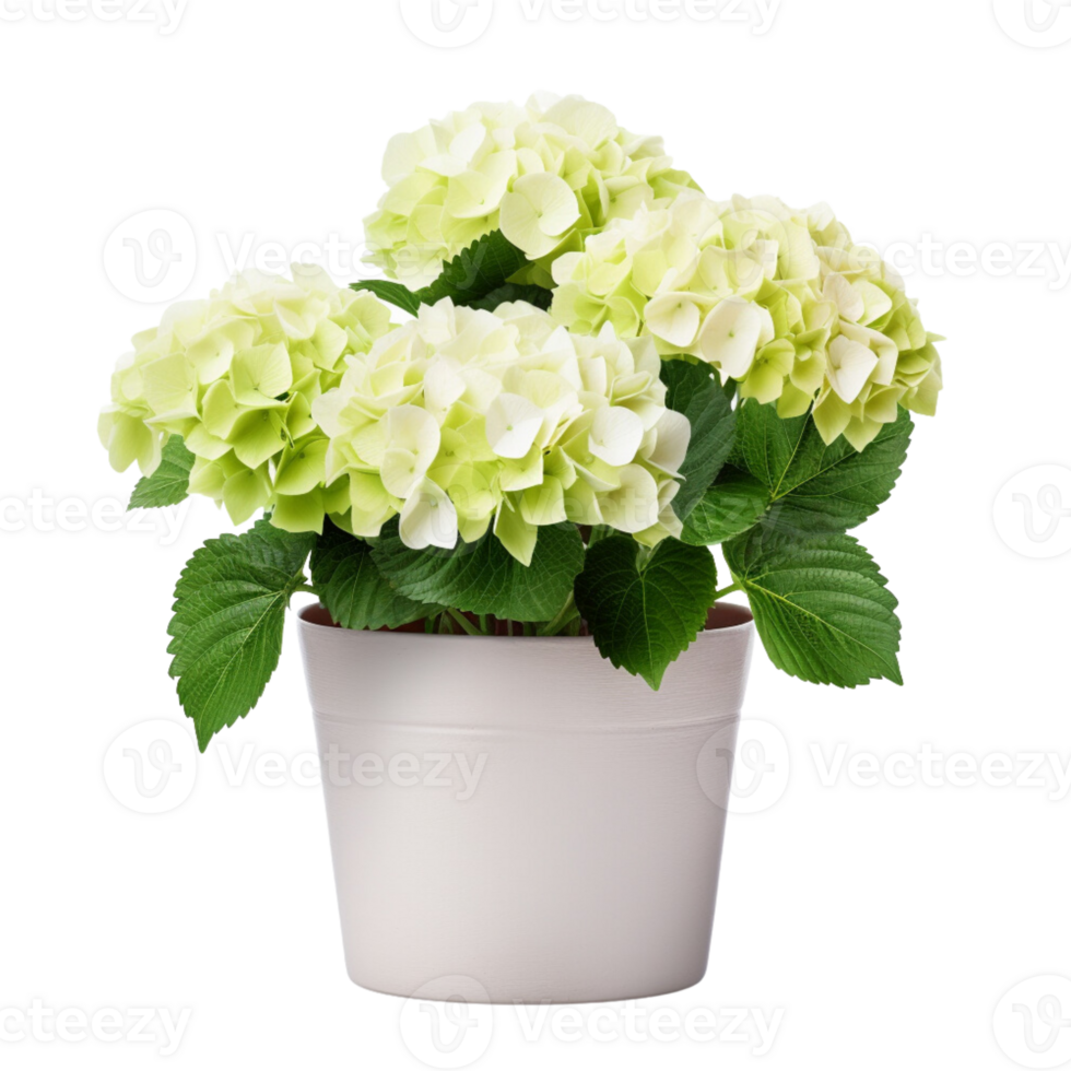 ai généré hortensias dans des pots fleurs bleu violet rose blanc transparent Contexte png