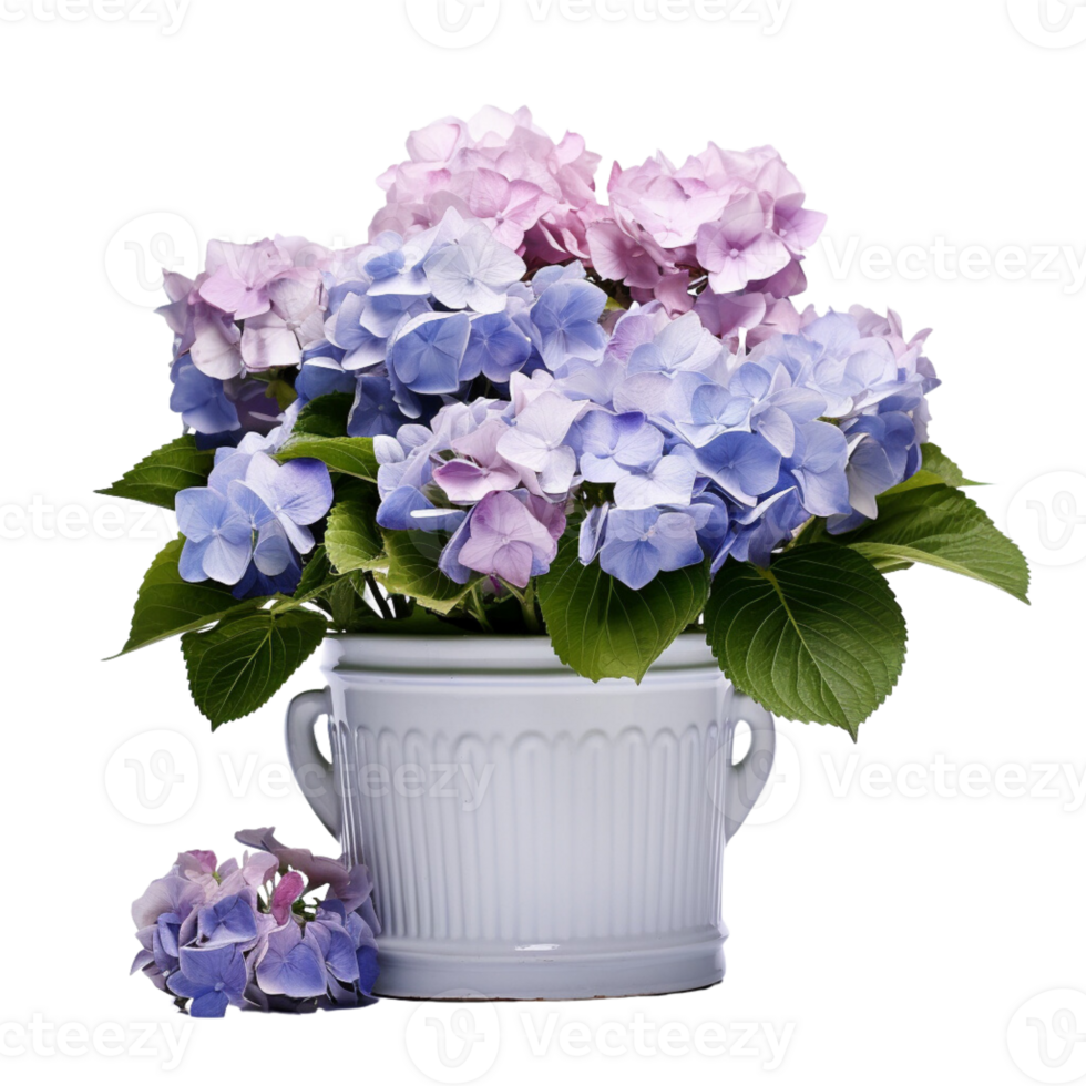 AI generated hydrangeas in pots flowers blue purple pink white transparent background png