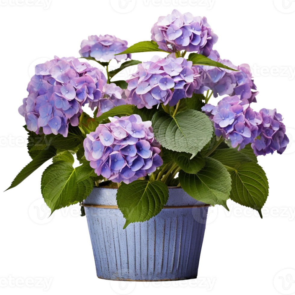 ai généré hortensias dans des pots fleurs bleu violet rose blanc transparent Contexte png