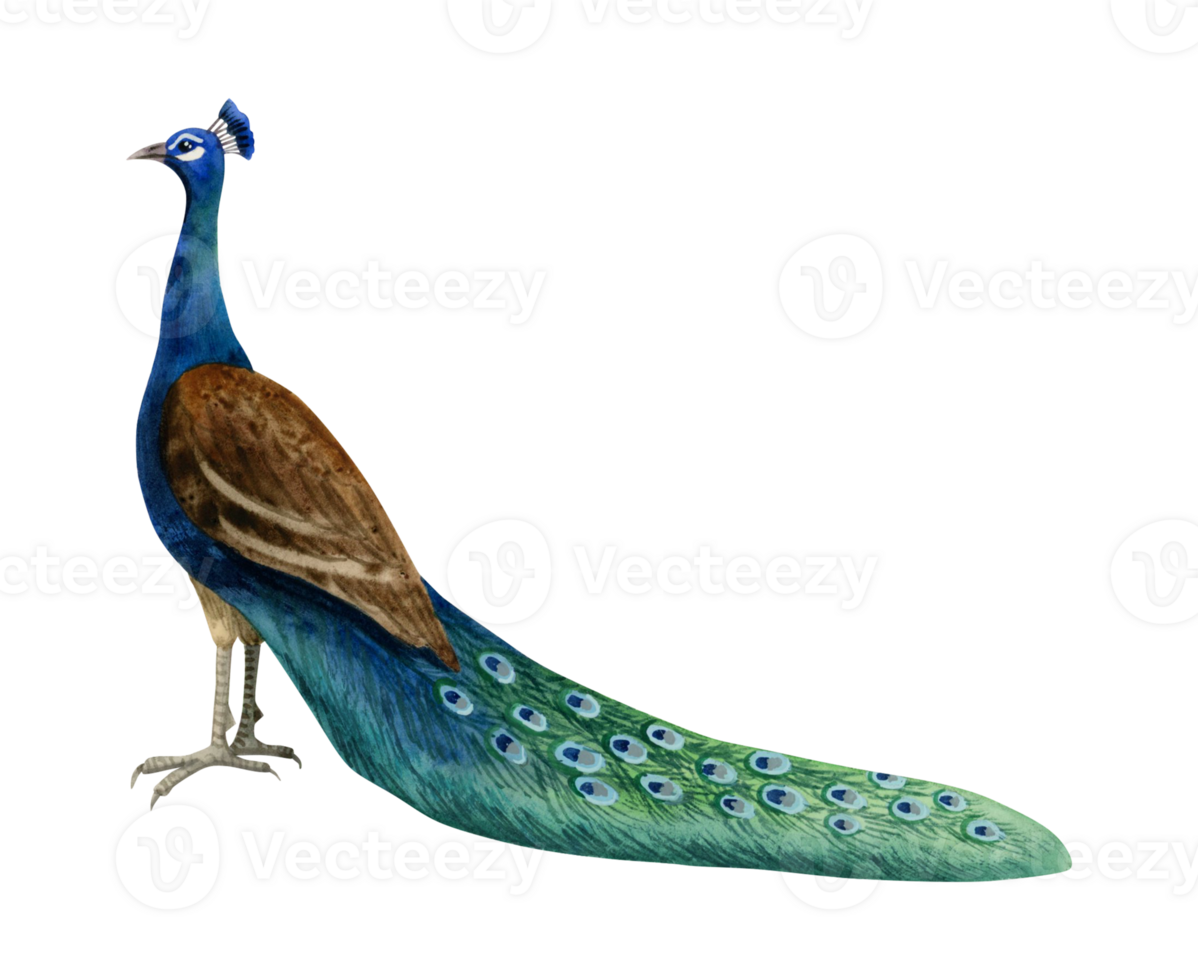 Peacock bird with colorful long tail watercolor illustration. Tropical nature realistic detailed clipart in blue, brown and green colors png