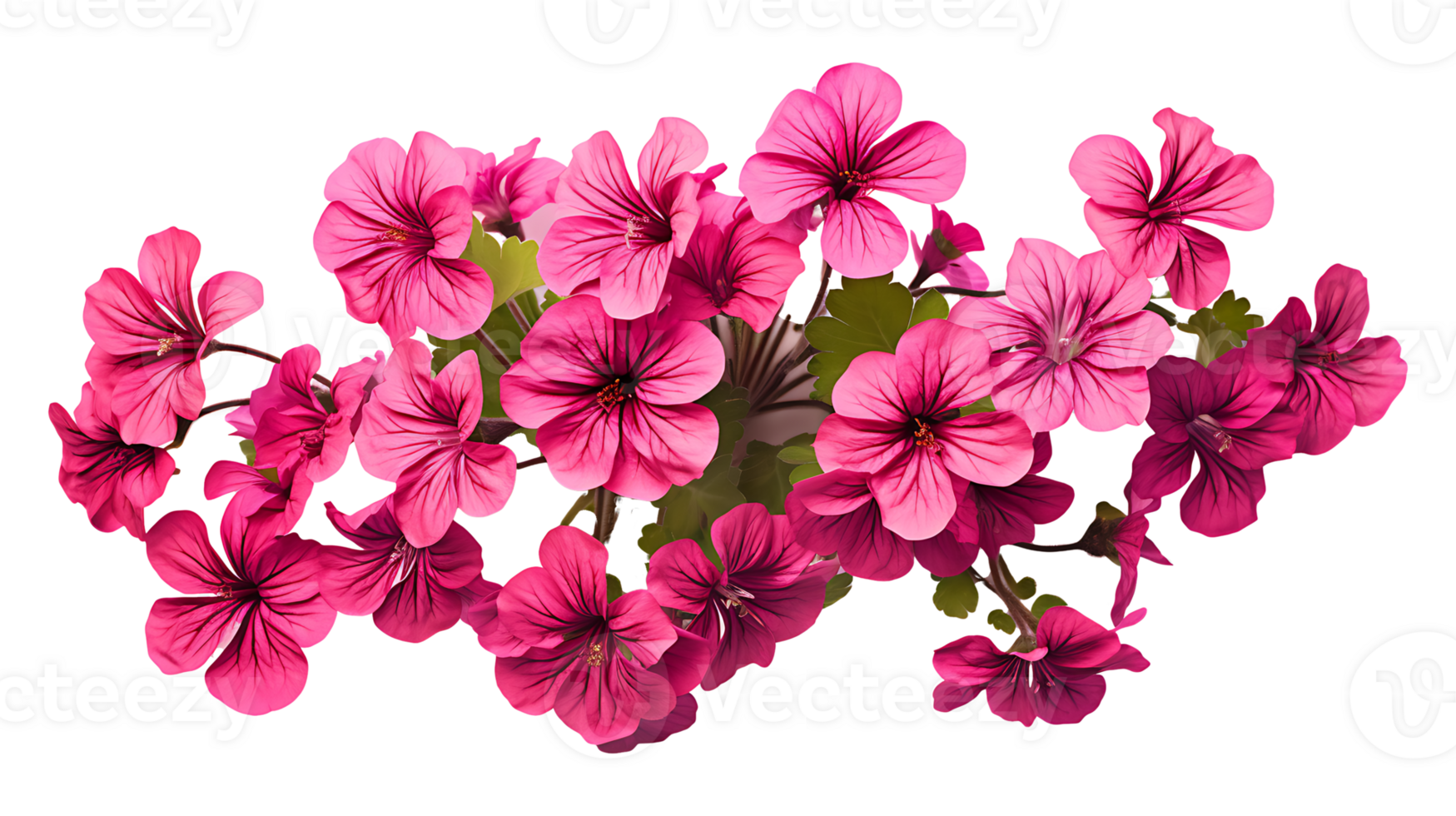 Geranium phaeum flower isolated on transparent background ai generated png