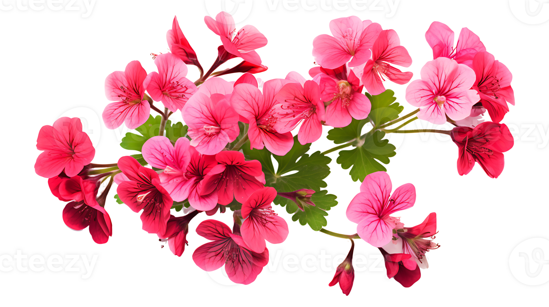 Geranium phaeum flower isolated on transparent background ai generated png