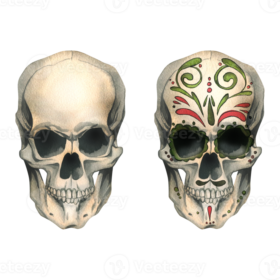 Human skulls front view with colored ornaments and without. Hand drawn watercolor illustration for Halloween, day of the dead, Dia de los muertos. Set of isolated objects png
