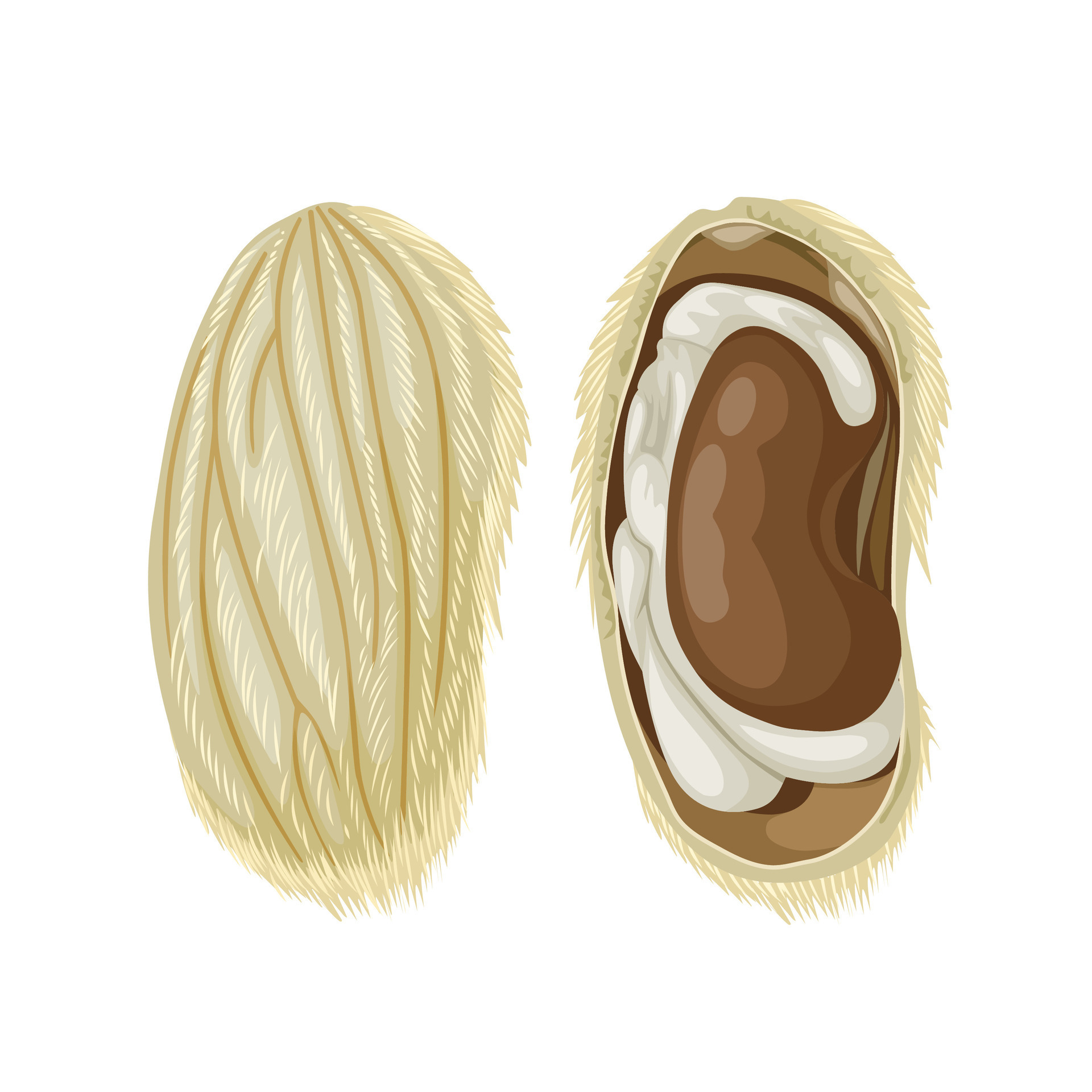 Vector illustration, mango seed, whole and open, isolated on white