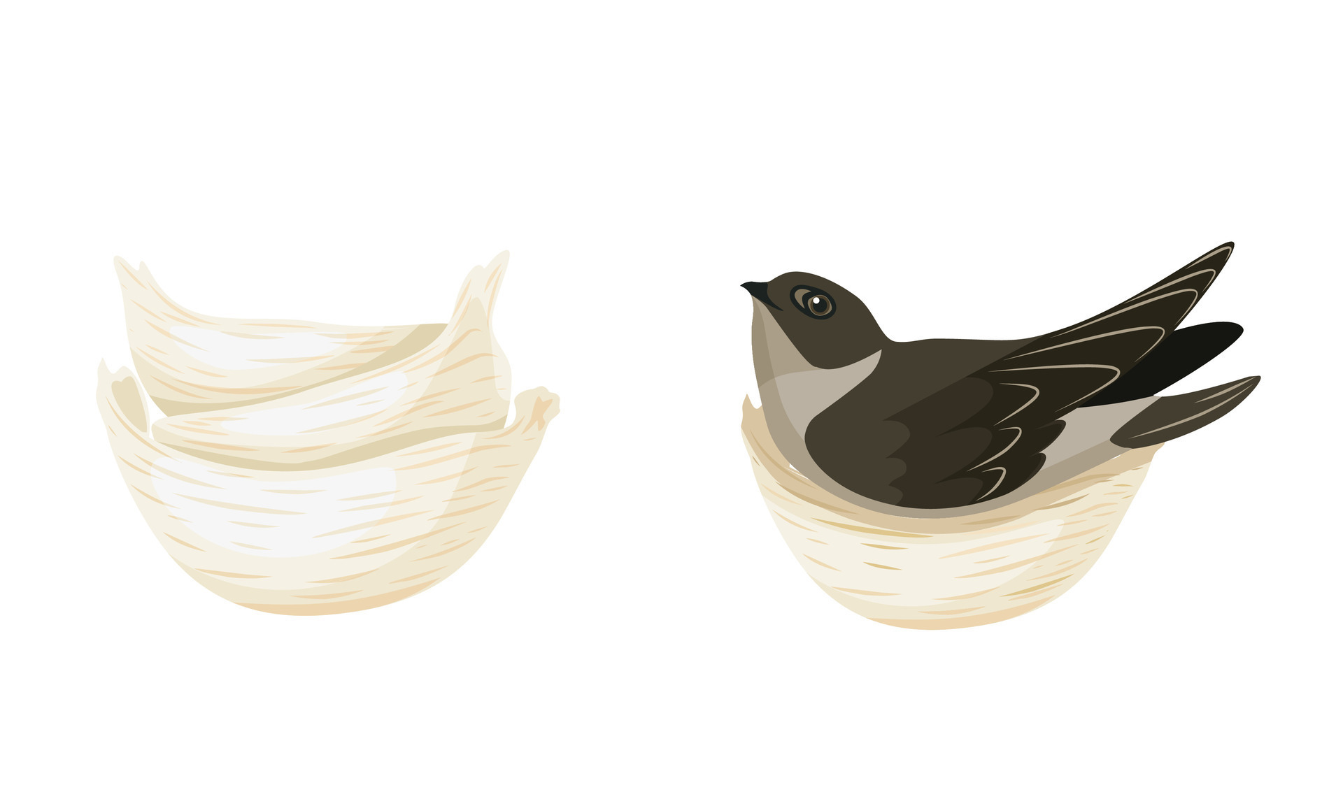 Vector illustration, swallow's nest, edible nest, for chinese cooking