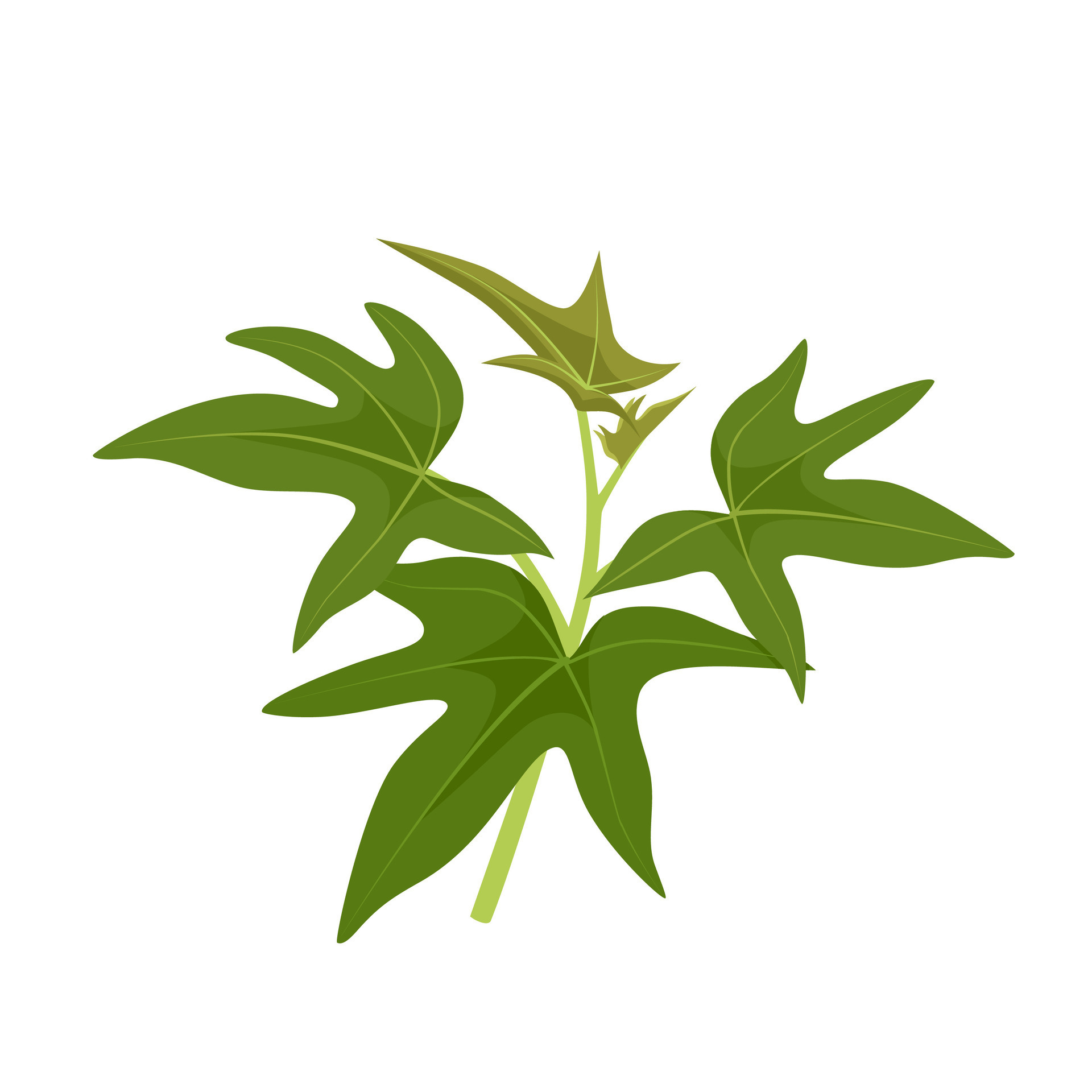 Vector illustration, fresh sweet potato leaves, as a healthy vegetable
