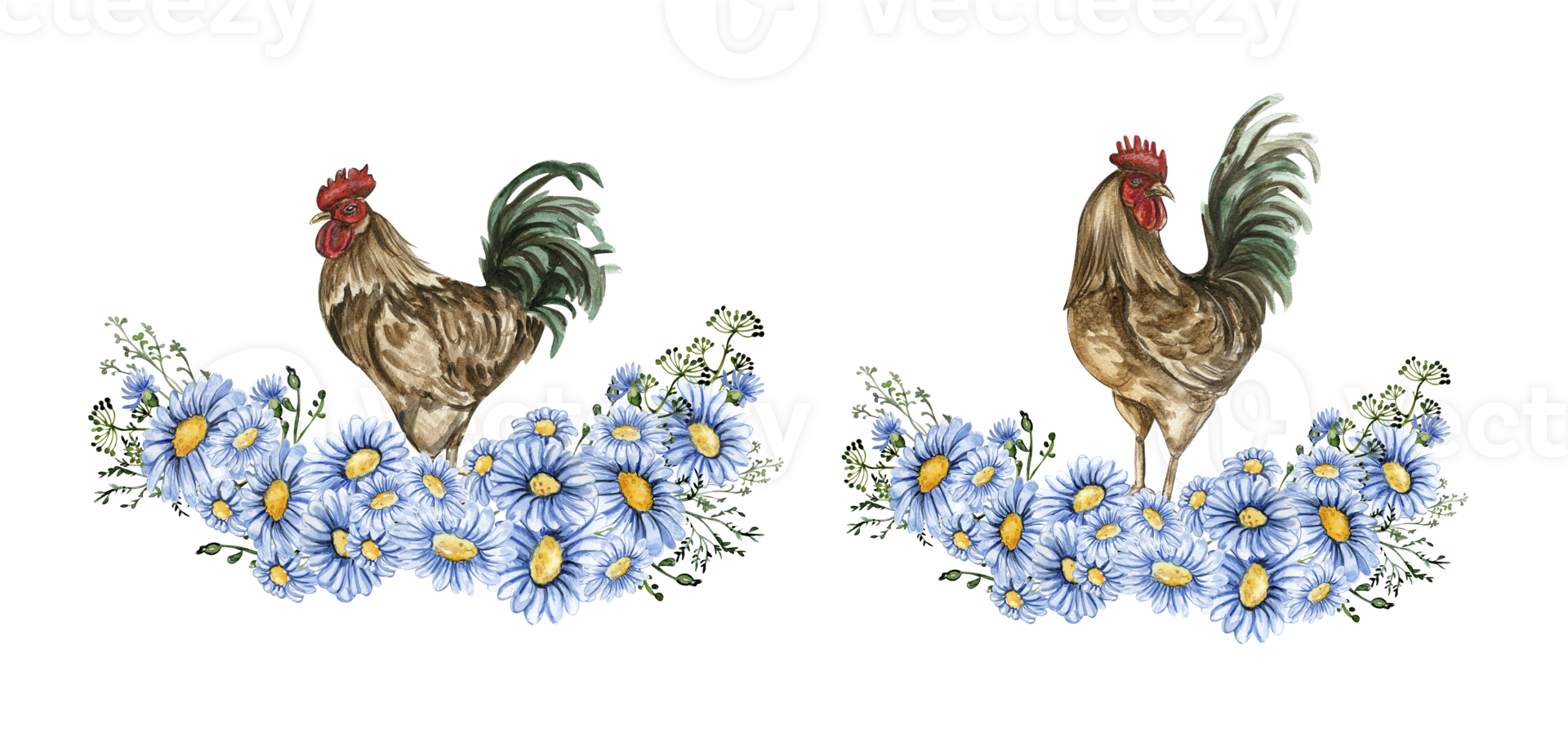 Watercolor flowers and rooster composition. 28171020 PNG