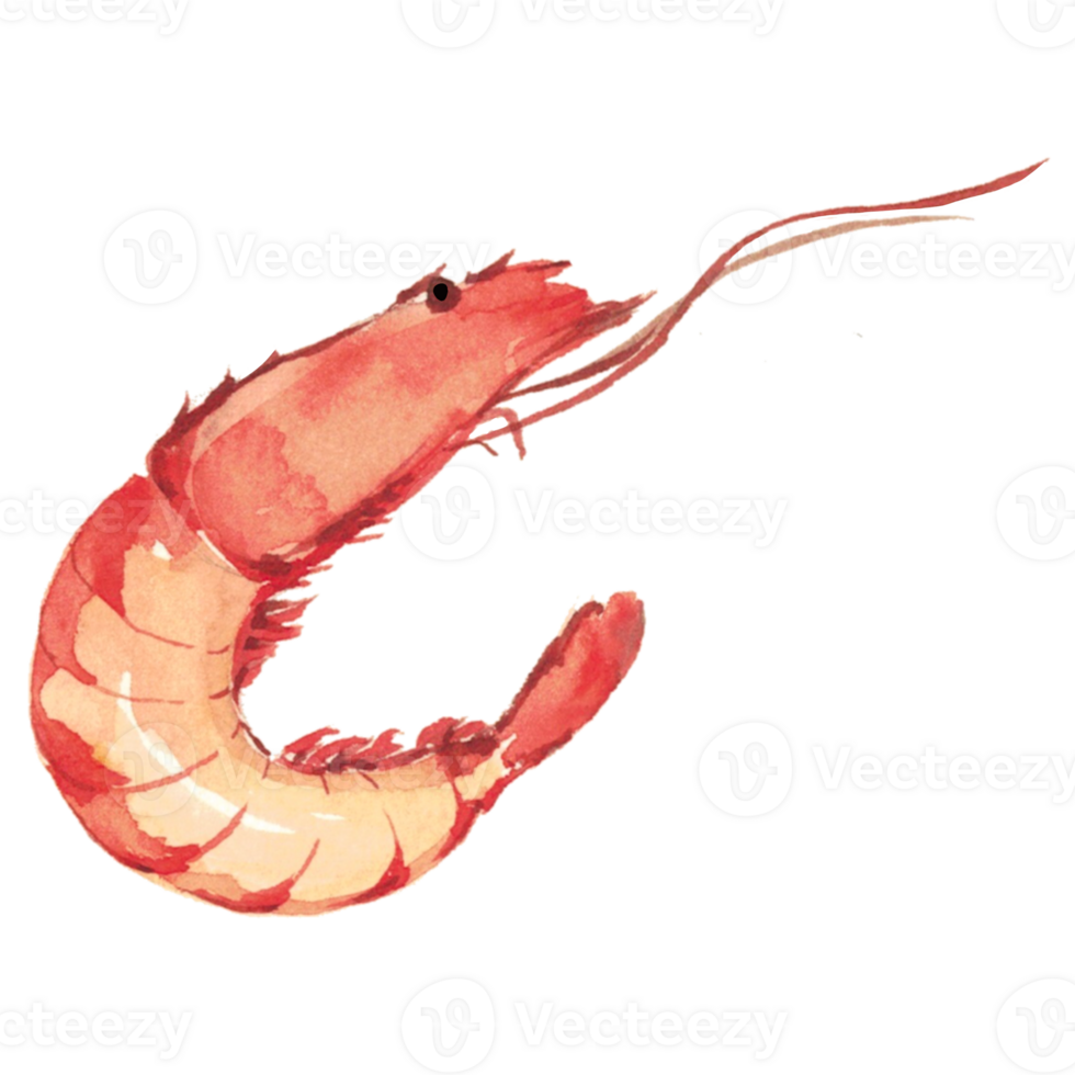 seafood watercolor lobster shell fish png