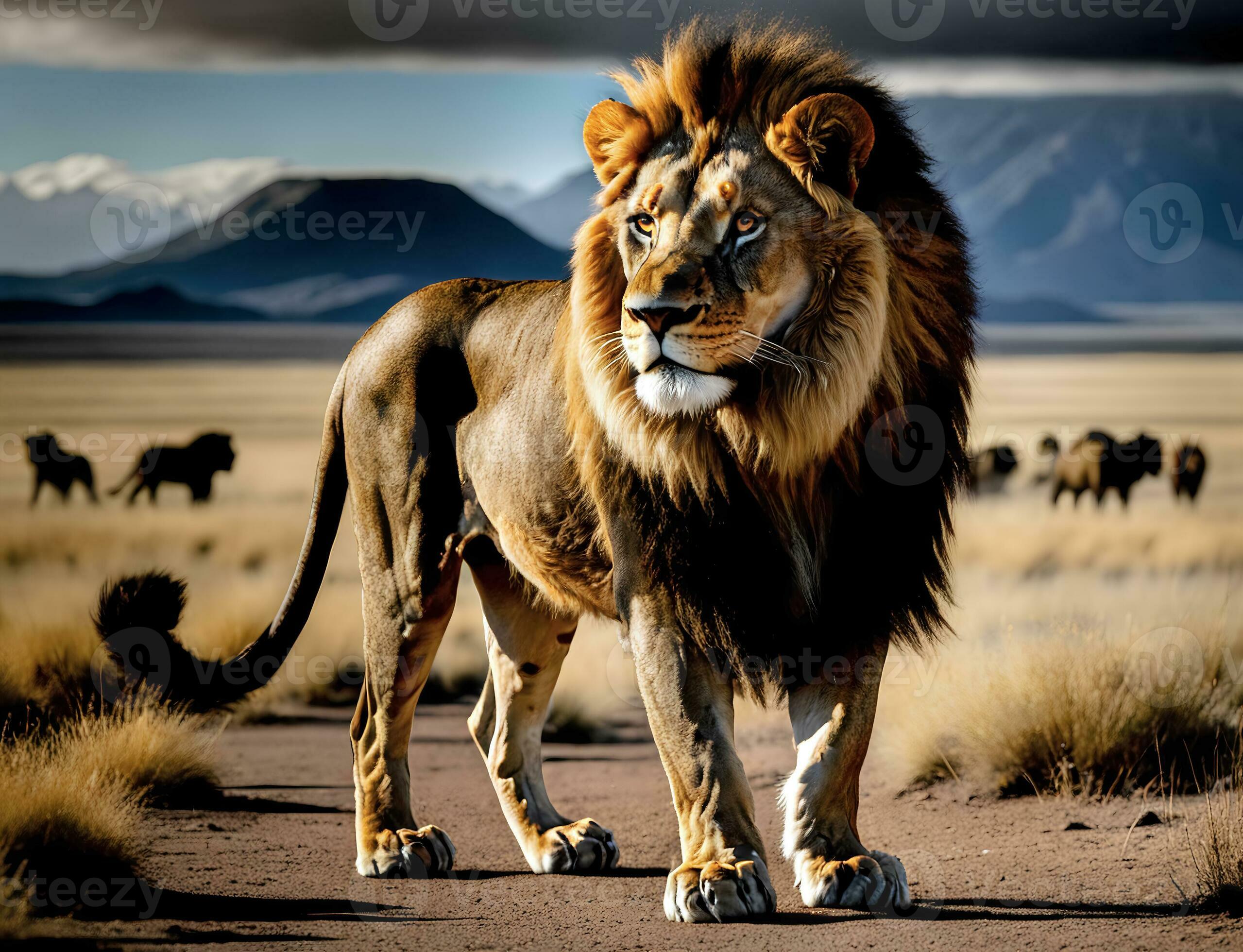 Majestic African Lion, Panthera leo, roams the African savannah,  representing the continent's iconic wildlife Stock Photo - Alamy