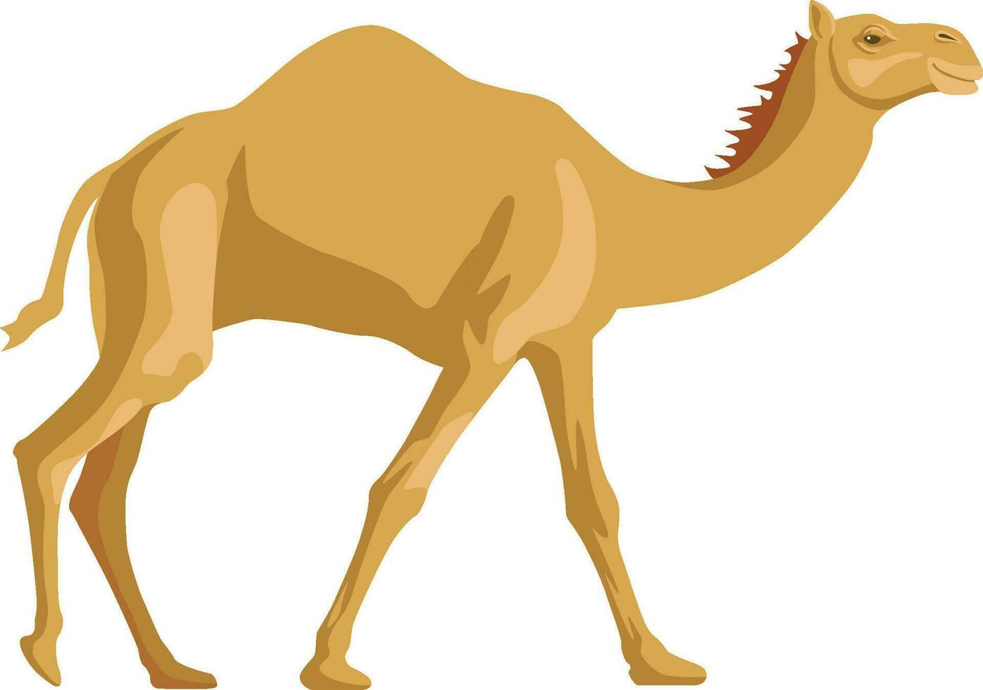 Dromedary camel vector