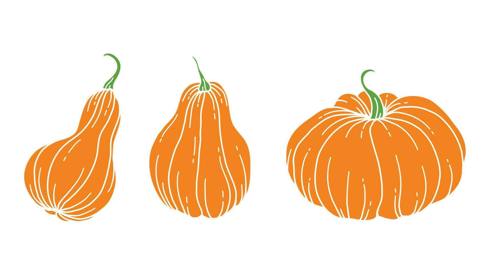 Pumpkins Flat Illustration, Pumpkin arrangement Hand Drawn Illustration.  Thanksgiving Pumpkins set. Thanksgiving Pumpkins set isolated on white vector