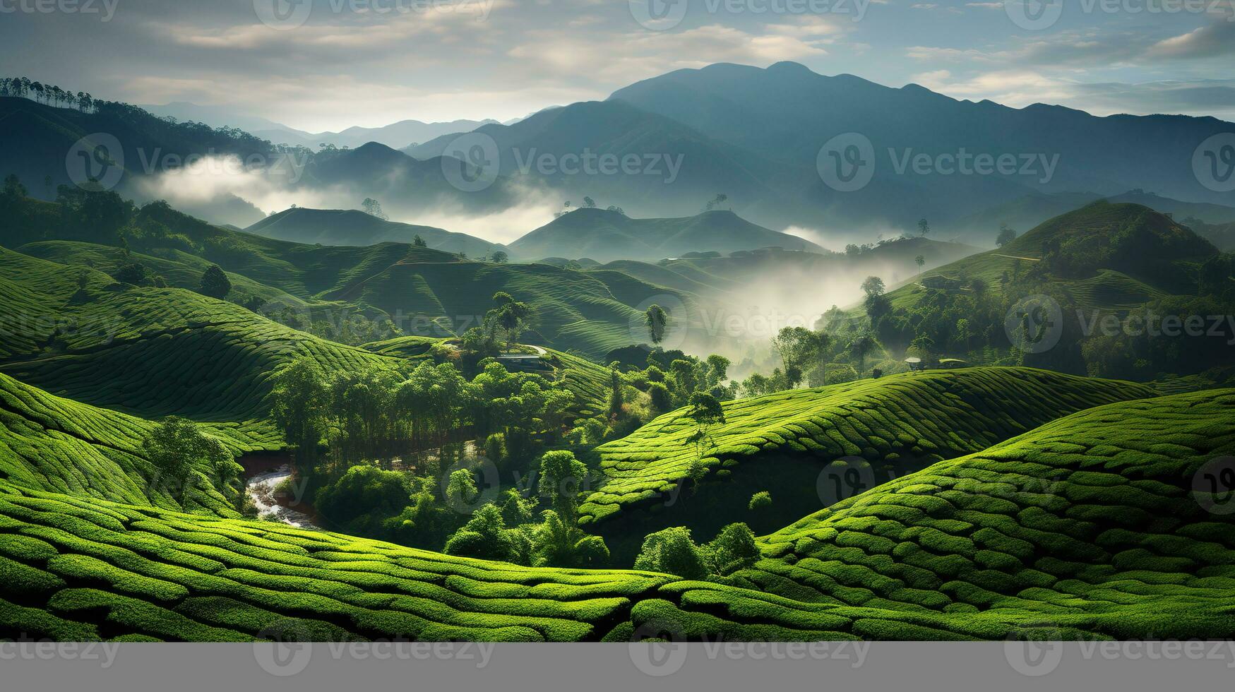 paisaje té plantación en Malasia foto