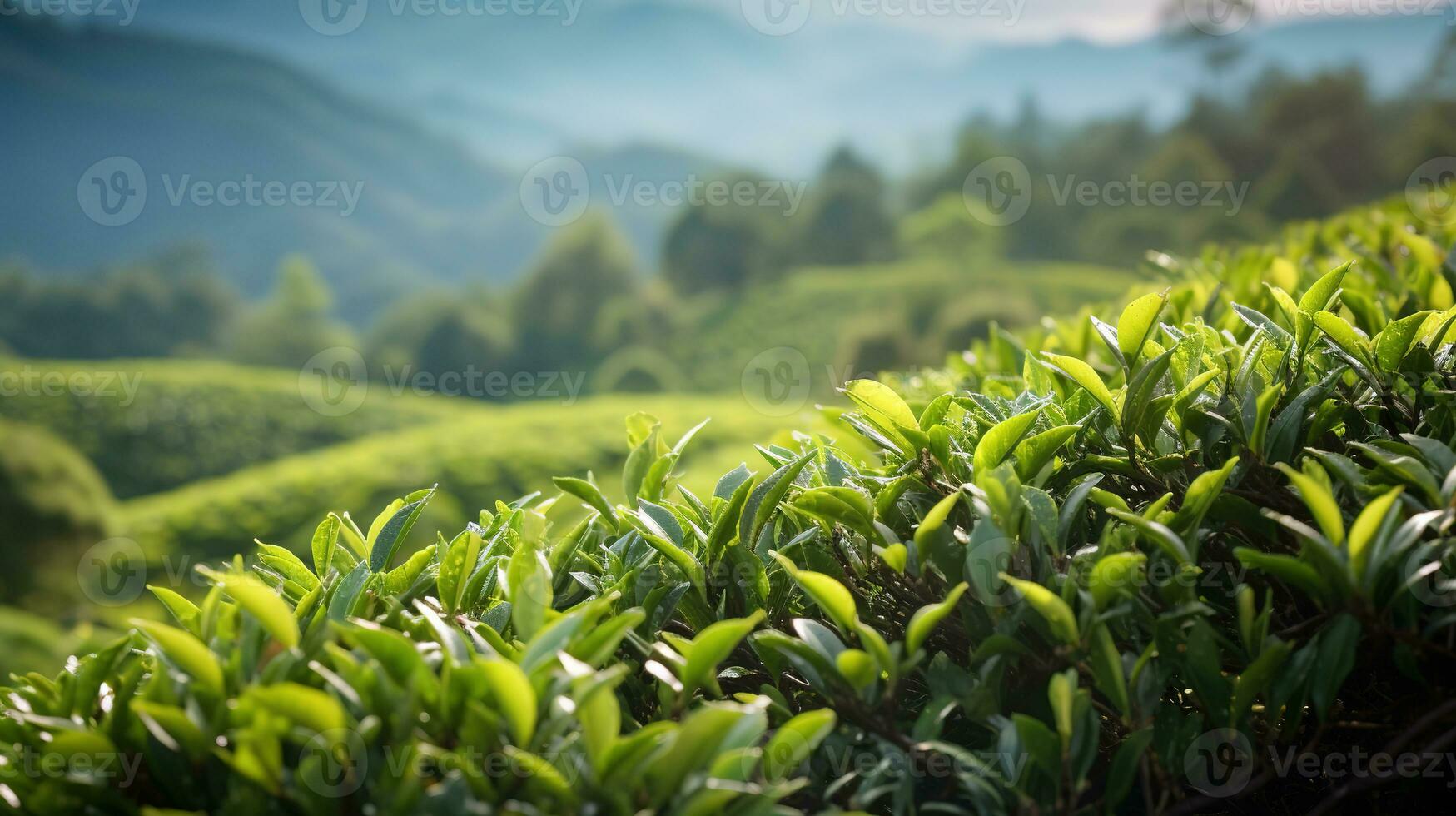 Landscape tea plantation in Malaysia photo