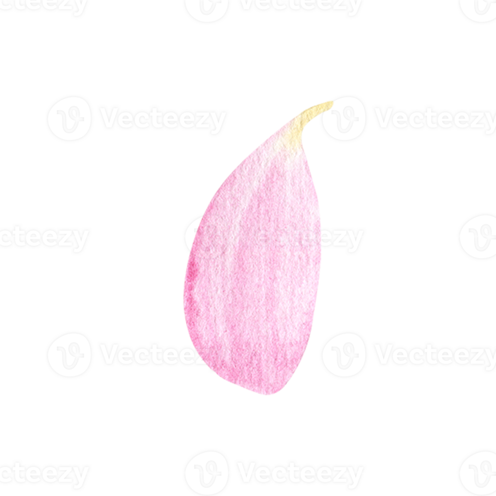 watercolor pink flowers petal png