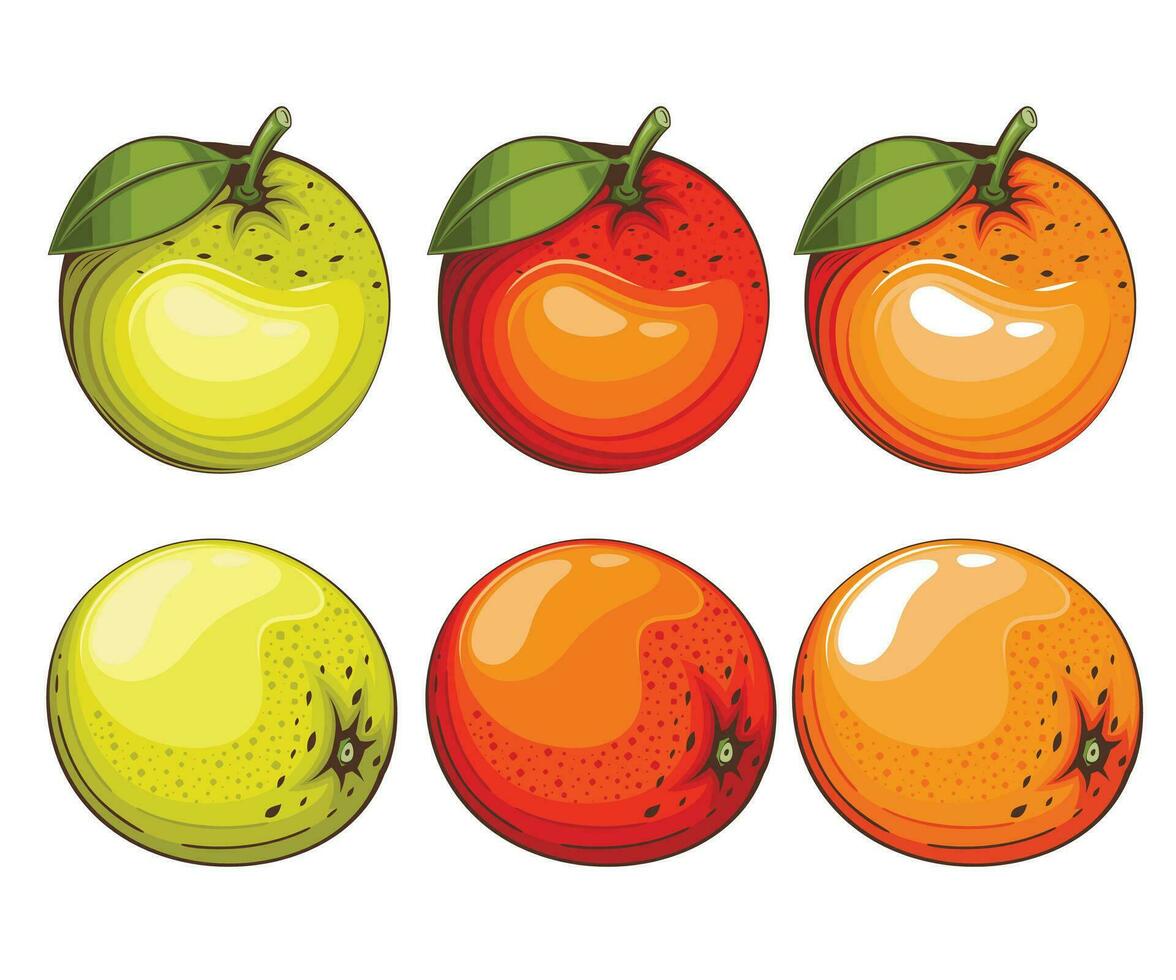 Orange isolated vector illustration. Fruits colorful illustrations isolated on white background.  Fruit collection.