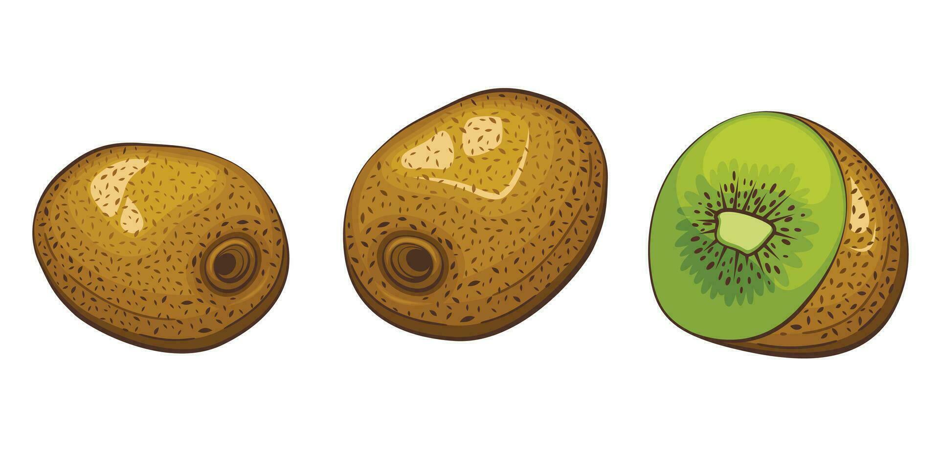 Kiwi isolated vector illustration. Fruits colorful illustrations isolated on white background.  Fruit collection.