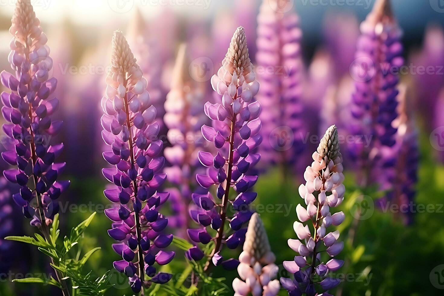 Lupine blooms purple flower in summer photo