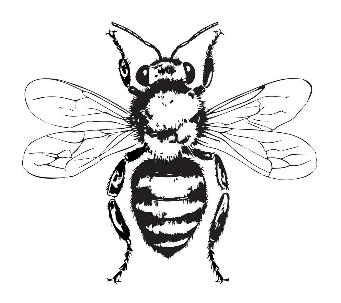 Bee view from above hand drawn sketch insects vector illustration