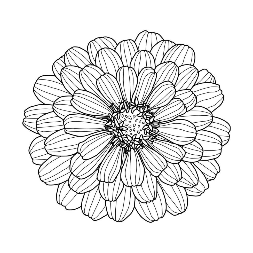 Hand drawing of Zinnia flower head isolated on white background. Element for design in line art style for greeting card, wedding invitation, coloring book. Vector illustration.