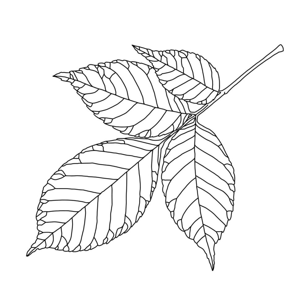 Ash tree leaf line drawing with decorative veining isolated on white background. Vector illustration. Design element for coloring book, card, invitation, banner, poster in line art style.