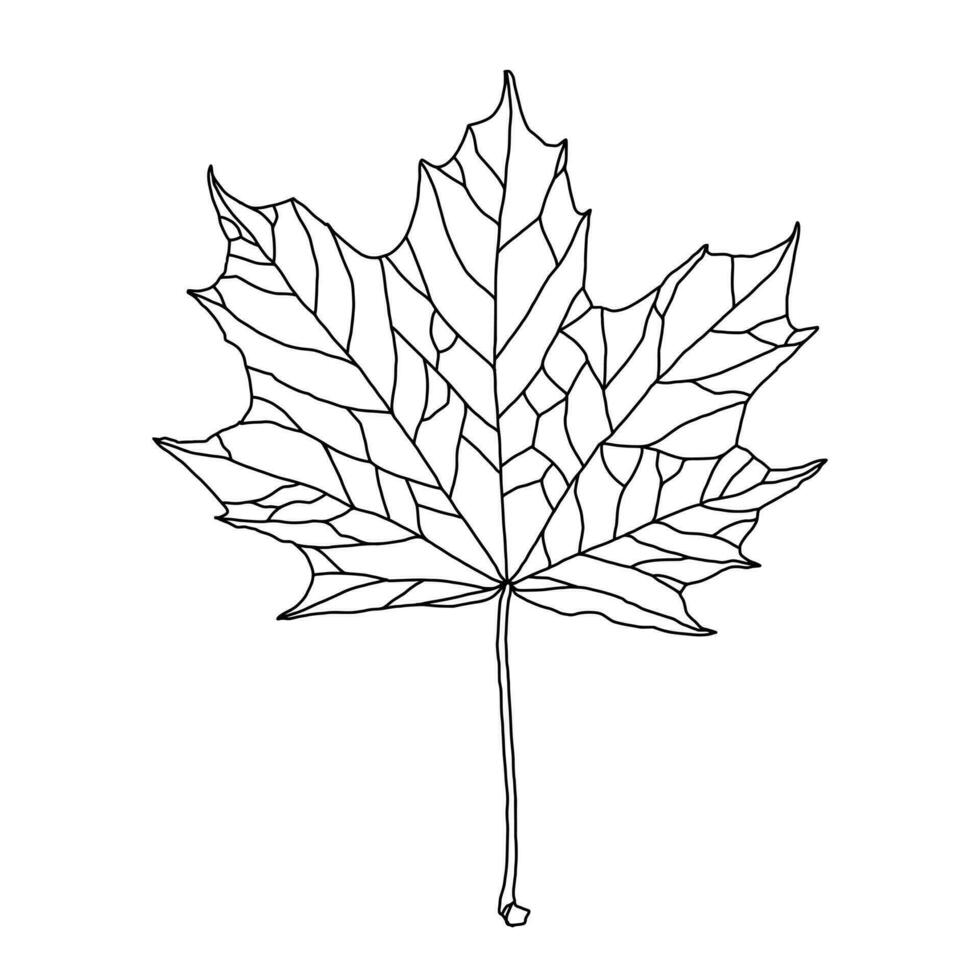 Stylized drawing of maple leaf with decorative veining isolated on white background. Vector art illustration. Design element for coloring book, sticker, label, card, invitation, banner, poster.
