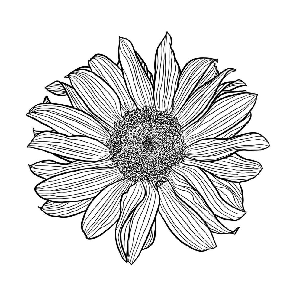 Sunflower flower black and white linear drawing isolated on white background, digital art, vector graphics. Design element for cards, invitations, banners, posters, print in line art style.