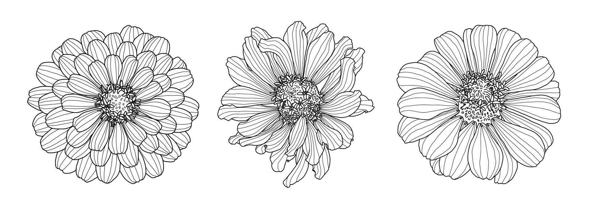 Three drawings of Zinnia flower isolated on white backdrop. Element for design in line art style for greeting card, wedding invitation, coloring book. vector