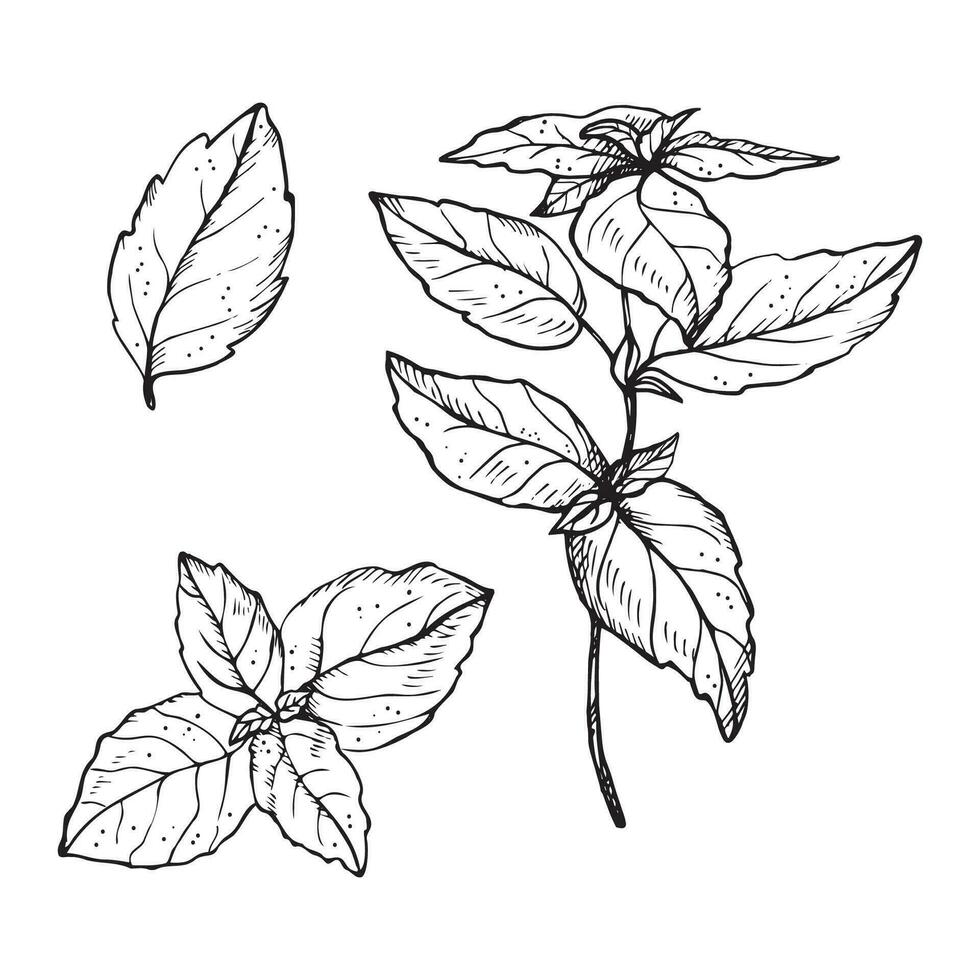 albahaca planta dibujo vector ilustración en aislado blanco antecedentes. mano dibujado garabatear con albahaca hojas y rama, fragante hierba, Condimento especia. para diseño, embalaje, etiqueta, imprimir, papel, tarjeta