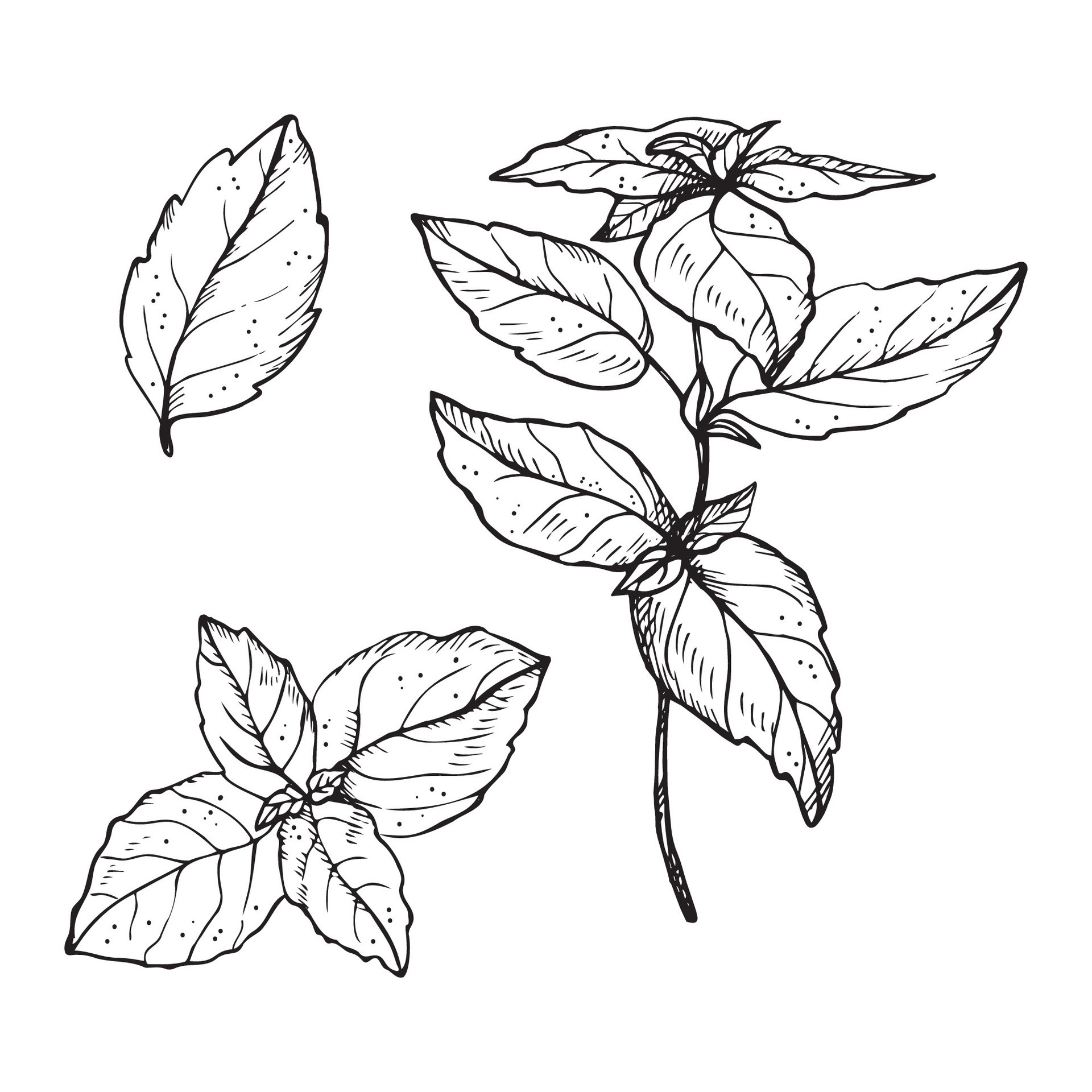 Basil plant drawing vector illustration on isolated white background
