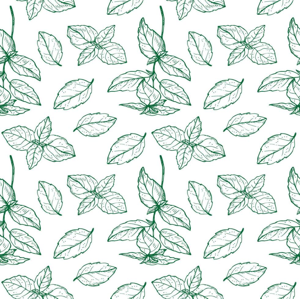 Basil plant seamless pattern drawing vector illustration repeating background. Decorative ornament with basil leaves branch, fragrant herb, spice,. For design, card, textile, print, paper, wrapping