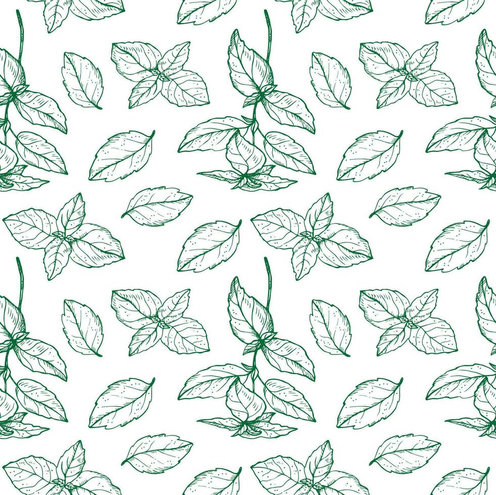 Basil plant seamless pattern drawing vector illustration repeating background. Decorative ornament with basil leaves branch, fragrant herb, spice,. For design, card, textile, print, paper, wrapping