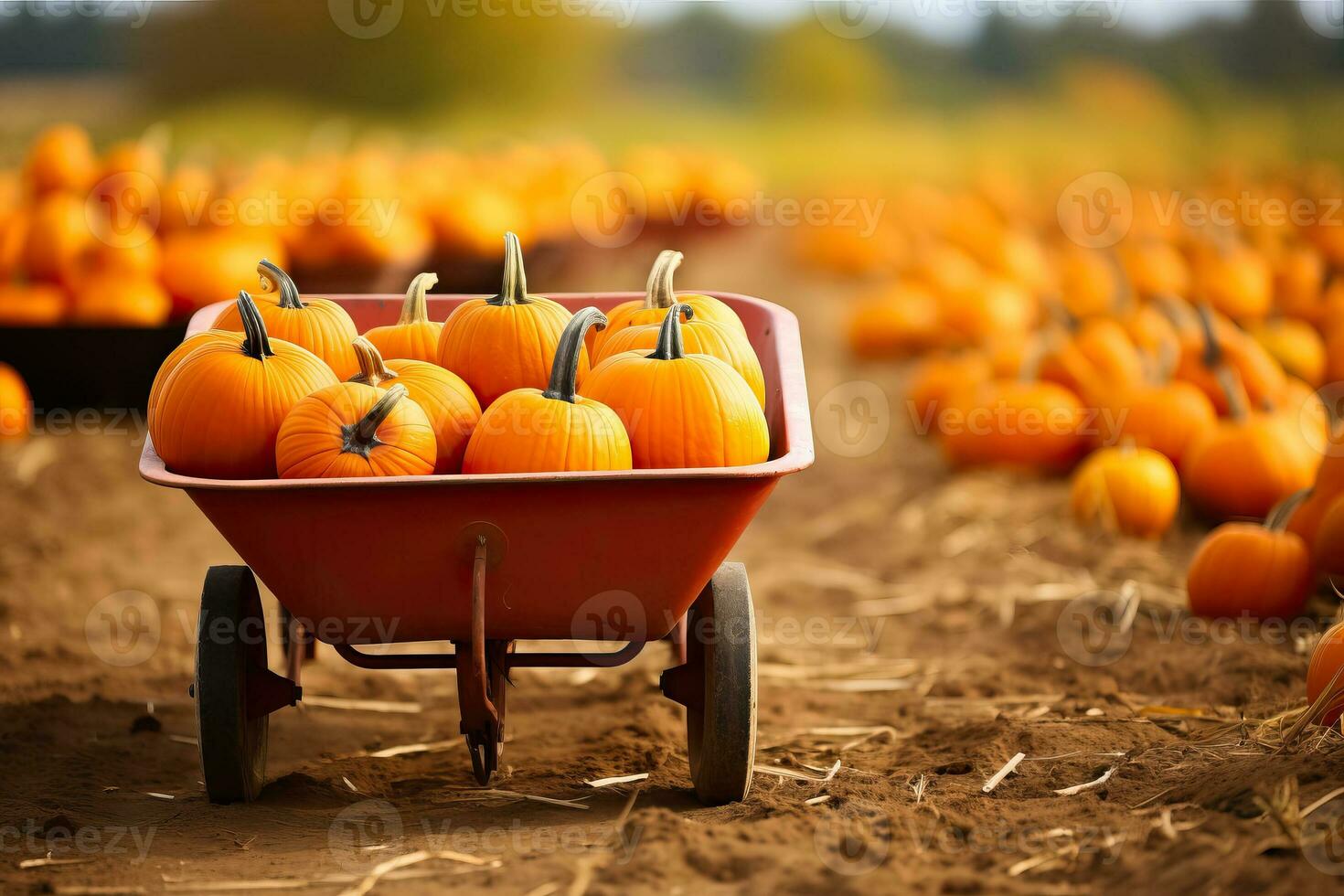 A scenic pumpkin patch with a wheelbarrow filled with colorful pumpkins background with empty space for text photo