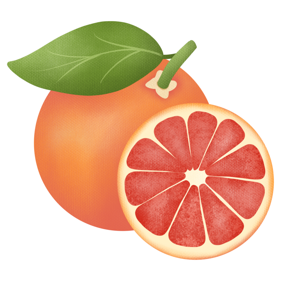 hand- getrokken schattig kunst grapefruit fruit png