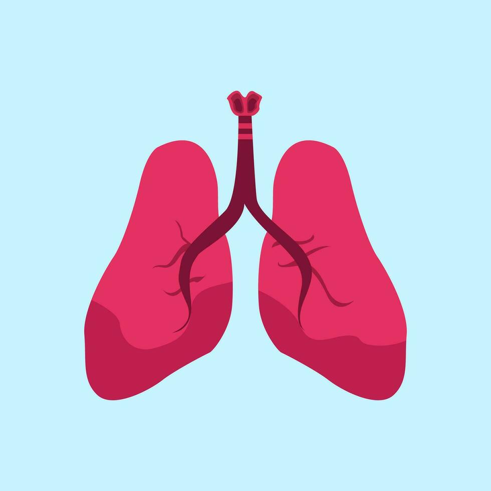 Healthy human lungs vector