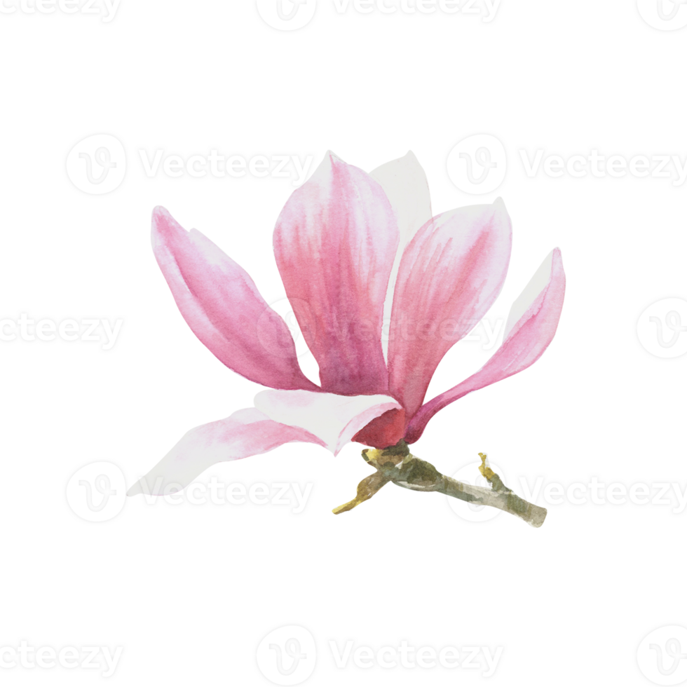 Pink magnolia flower Watercolor. Hand drawn Illustration isolated. Floral design of greetings cards, invitations, anniversaries, weddings, birthdays party flyers, stickers, logo, prints png