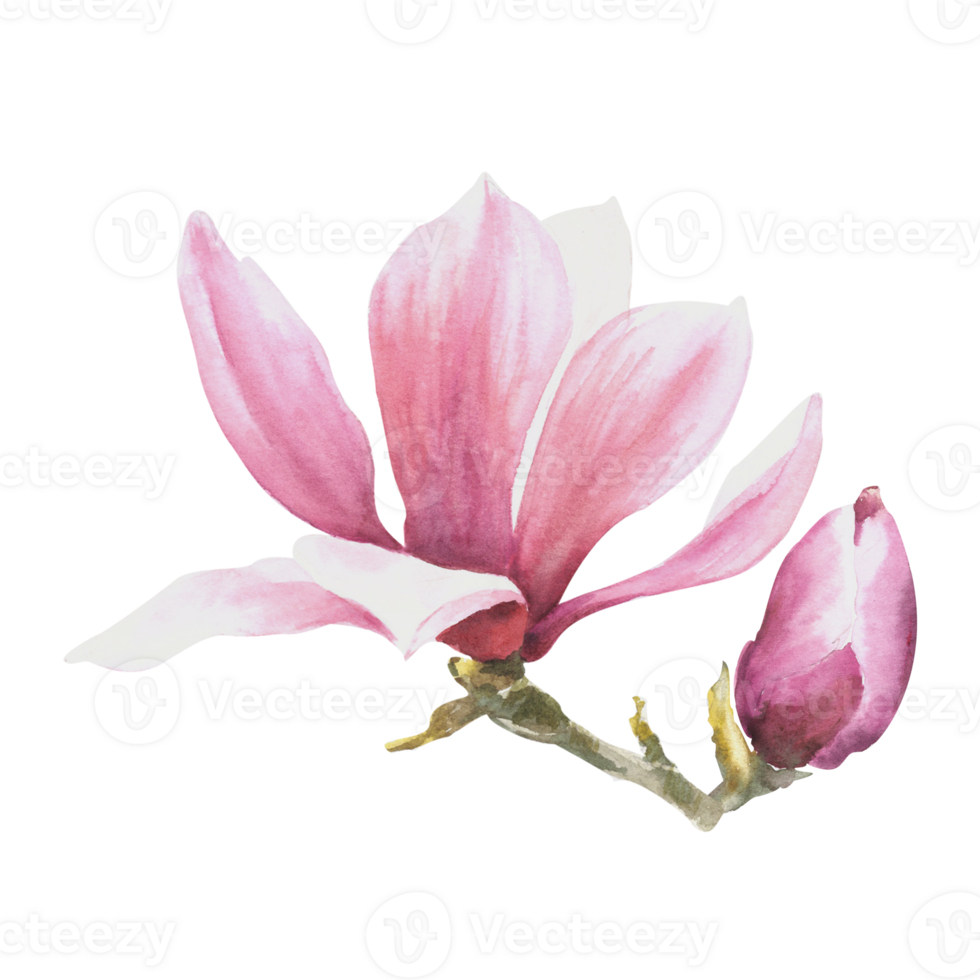 Pink magnolia flower Watercolor. Hand drawn Illustration isolated. Floral design of greetings cards, invitations, anniversaries, weddings, birthdays party flyers, stickers, logo, prints png