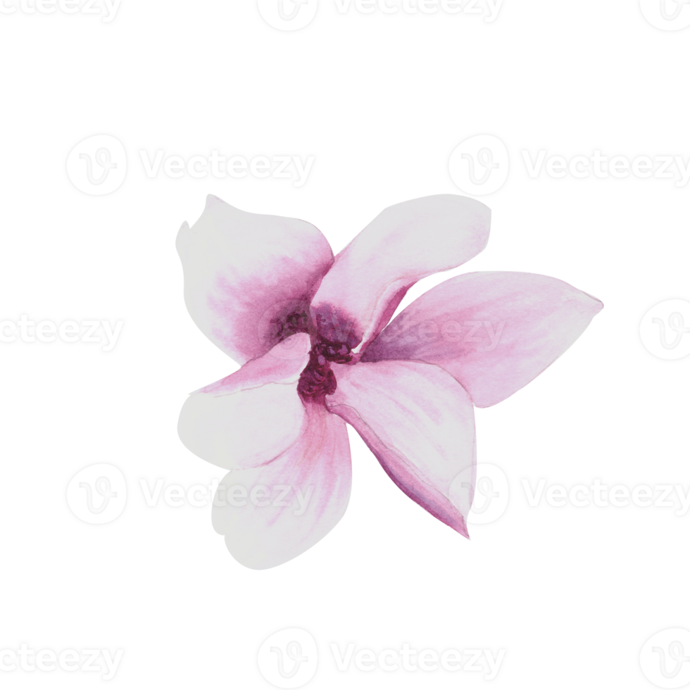 Pink magnolia flower Watercolor. Hand drawn Illustration isolated. Floral design of greetings cards, invitations, anniversaries, weddings, birthdays party flyers, stickers, logo, prints png