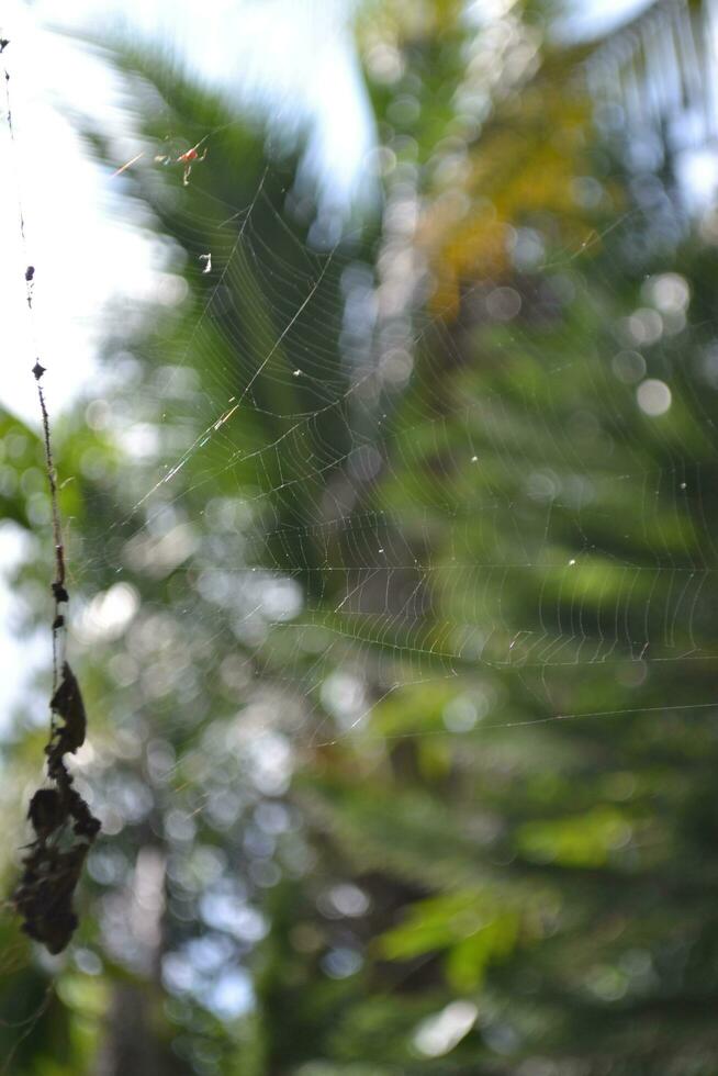 Photo of a spider hanging on its web