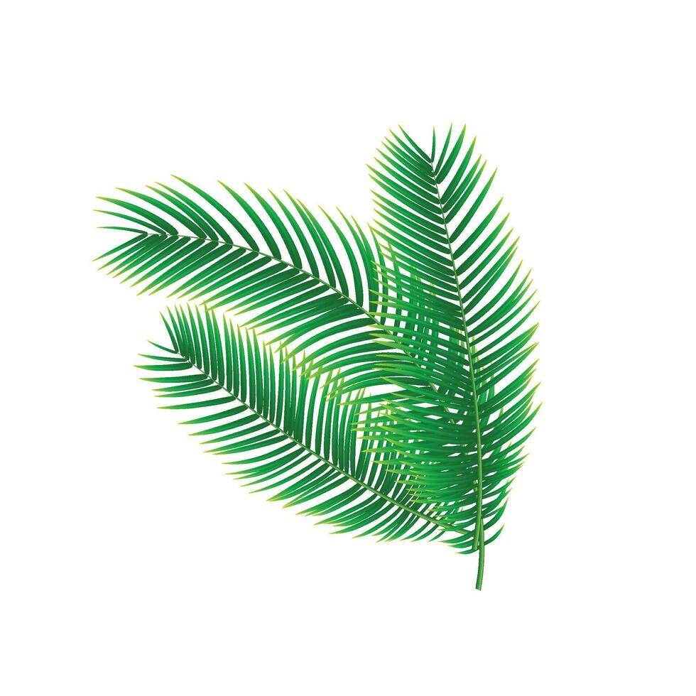 Vector tropical green palm leaves isolated set