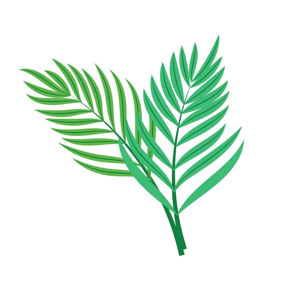 Vector tropical palm leaf isolated on white