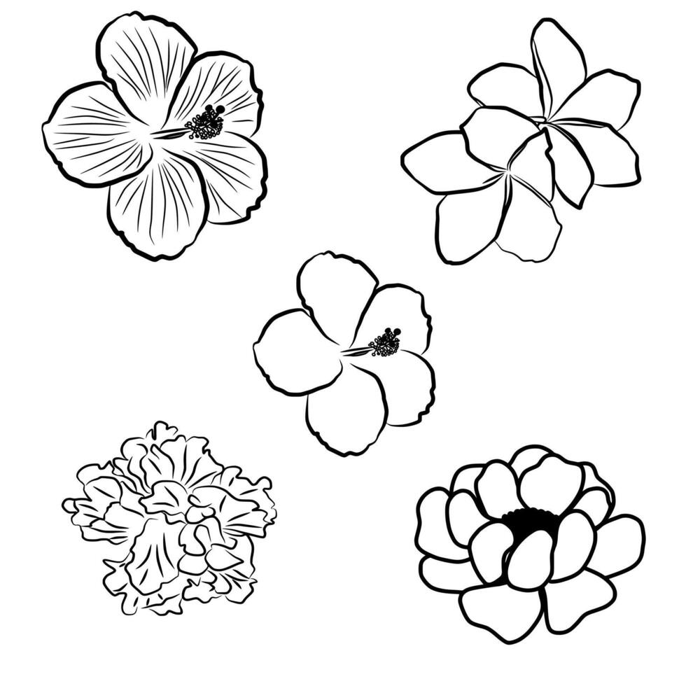 Natural Simple Flowers Line For Decoration vector