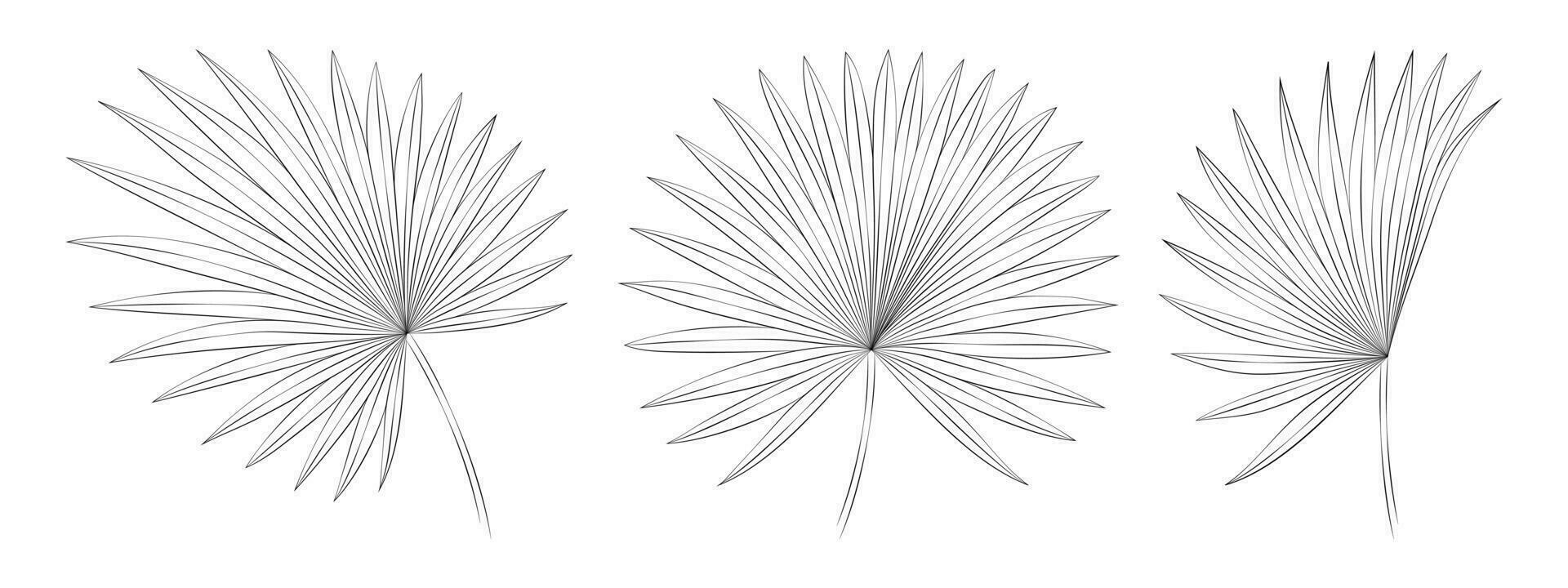 Palmetto fan tropical leaves. Vector botanical illustration, contour graphic drawing.