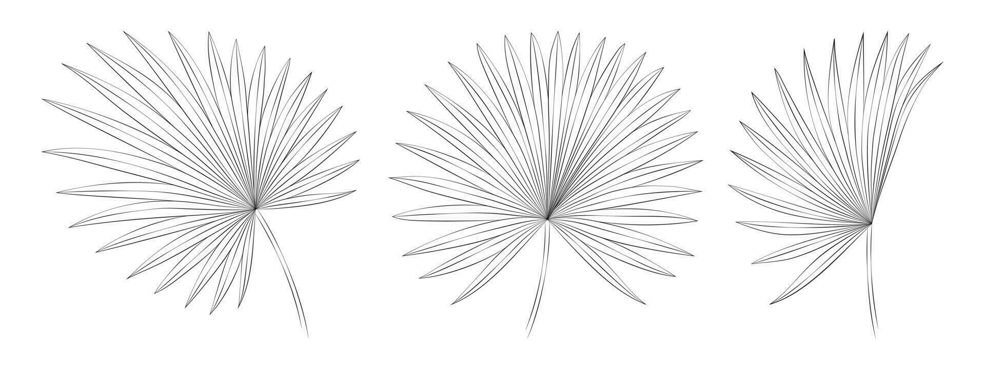 palmito ventilador tropical hojas. vector botánico ilustración, contorno gráfico dibujo.