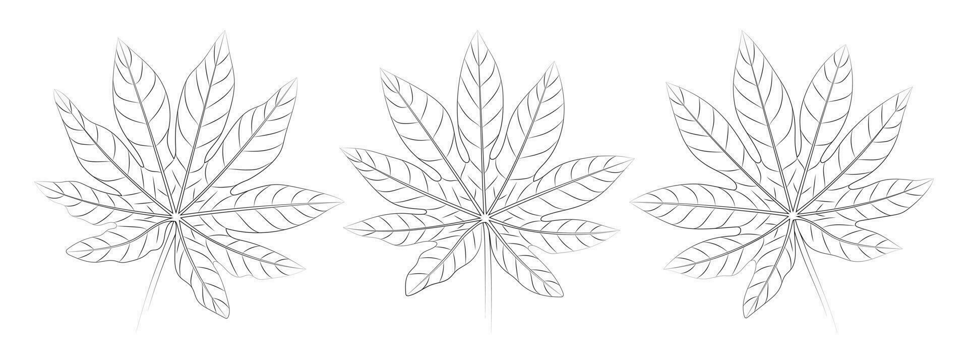 Aralia tropical leaves set. Vector botanical illustration, contour graphic drawing.