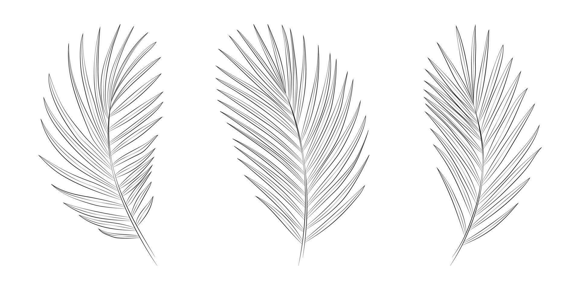 Areca tropical palm leaves. Vector botanical illustration, contour graphic drawing.