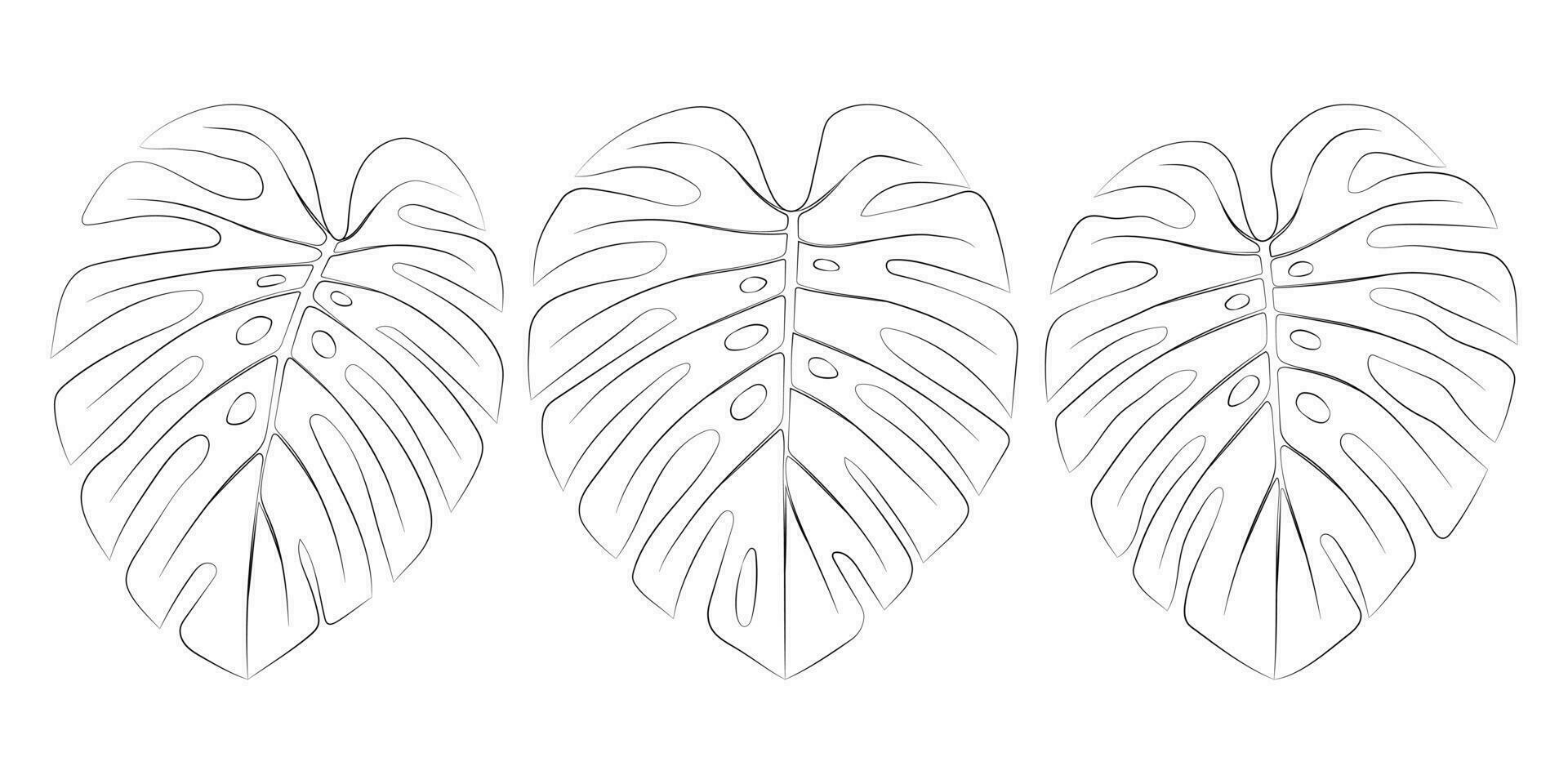 monstera tropical hojas. vector botánico ilustración, contorno gráfico dibujo.